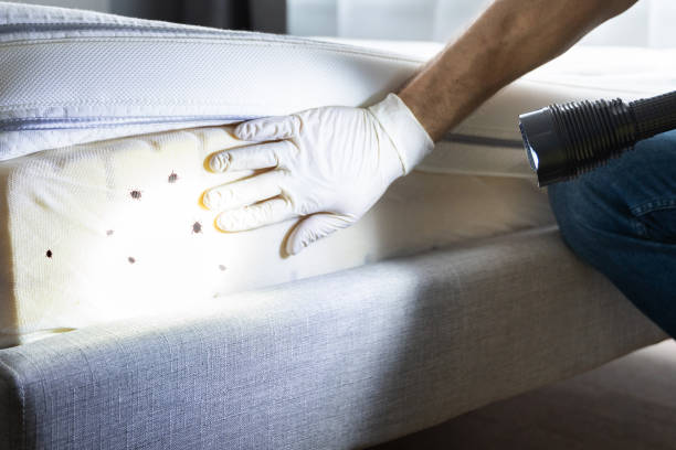 Best Rat Extermination Near Me  in Park City, TN